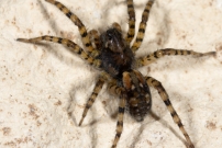 Une araigne loup. Une femelle (Araneae - Lycosidae - Arctosa perita)
